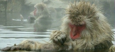 Japanese Macaque